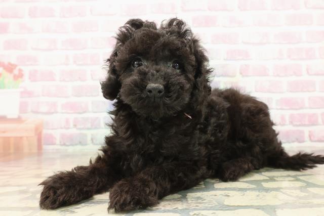 神奈川県のトイプードル(トイ) (Coo&RIKU小田原店/2025年9月23日生まれ/女の子/ブラック)の子犬の2枚目の画像