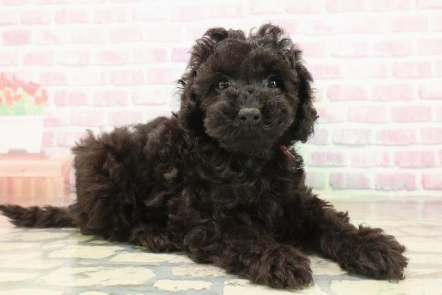 神奈川県のトイプードル(トイ) (Coo&RIKU小田原店/2025年9月23日生まれ/女の子/ブラック)の子犬の3枚目の画像