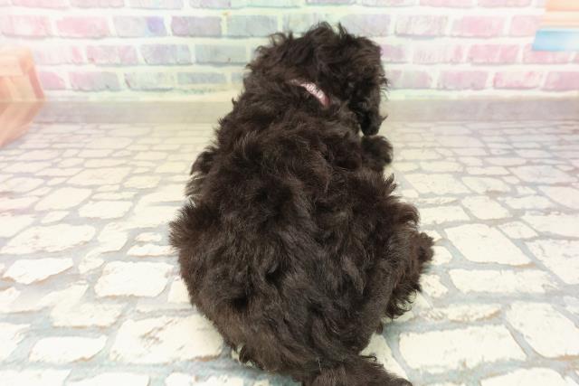 神奈川県のトイプードル(トイ) (Coo&RIKU小田原店/2025年9月23日生まれ/女の子/ブラック)の子犬の4枚目の画像