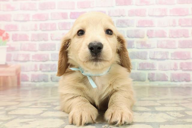 東京都のミニチュアダックスフンド(ロング) (Coo&RIKU福生店/2025年9月19日生まれ/男の子/イエロー)の子犬の1枚目の画像