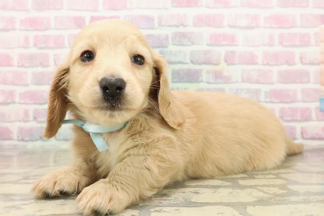 東京都のミニチュアダックスフンド(ロング) (Coo&RIKU福生店/2025年9月19日生まれ/男の子/イエロー)の子犬の2枚目の画像