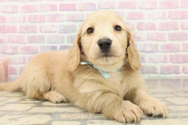 東京都のミニチュアダックスフンド(ロング) (Coo&RIKU福生店/2025年9月19日生まれ/男の子/イエロー)の子犬の3枚目の画像