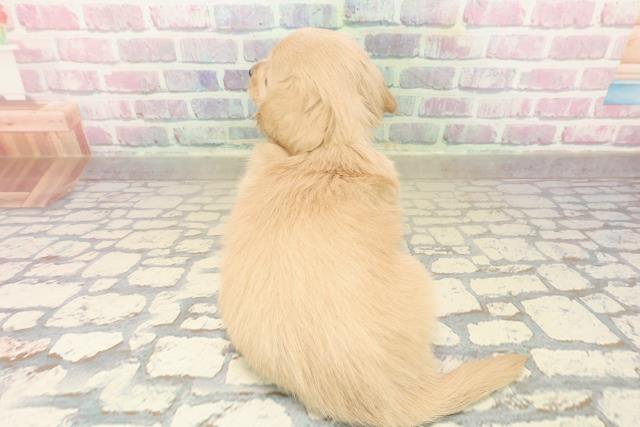 東京都のミニチュアダックスフンド(ロング) (Coo&RIKU福生店/2025年9月19日生まれ/男の子/イエロー)の子犬の4枚目の画像