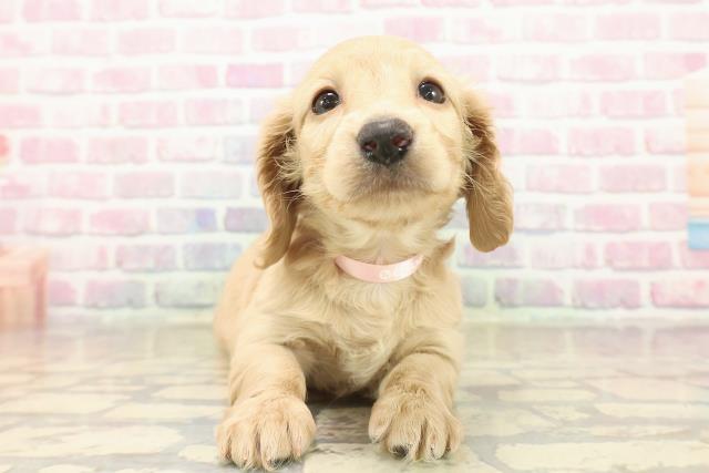 ミニチュア・ダックスフンド