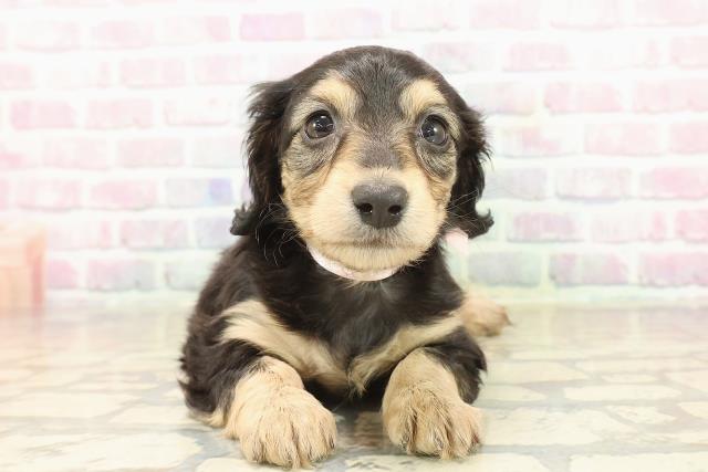 東京都のミニチュアダックスフンド(ロング) (Coo&RIKU福生店/2025年9月19日生まれ/女の子/ブラックイエロー)の子犬の1枚目の画像