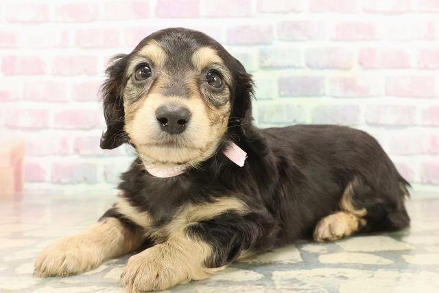 東京都のミニチュアダックスフンド(ロング) (Coo&RIKU福生店/2025年9月19日生まれ/女の子/ブラックイエロー)の子犬の2枚目の画像