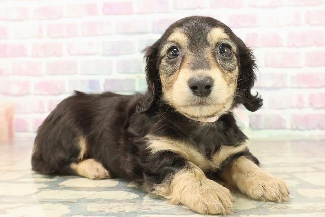 東京都のミニチュアダックスフンド(ロング) (Coo&RIKU福生店/2025年9月19日生まれ/女の子/ブラックイエロー)の子犬の3枚目の画像