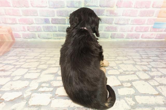 東京都のミニチュアダックスフンド(ロング) (Coo&RIKU福生店/2025年9月19日生まれ/女の子/ブラックイエロー)の子犬の4枚目の画像