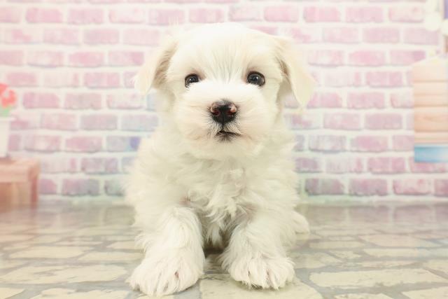 東京都のマルチーズ (Coo&RIKU八王子西店/2025年9月21日生まれ/男の子/ホワイト)の子犬の1枚目の画像