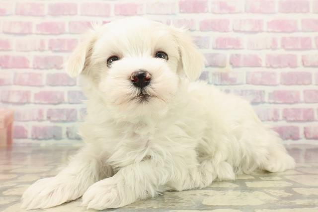 東京都のマルチーズ (Coo&RIKU八王子西店/2025年9月21日生まれ/男の子/ホワイト)の子犬の2枚目の画像