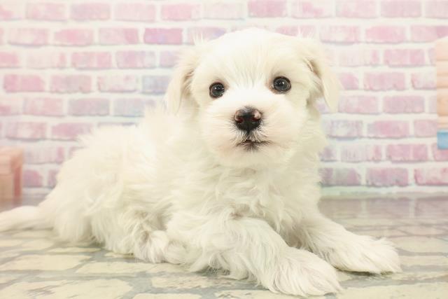 東京都のマルチーズ (Coo&RIKU八王子西店/2025年9月21日生まれ/男の子/ホワイト)の子犬の3枚目の画像