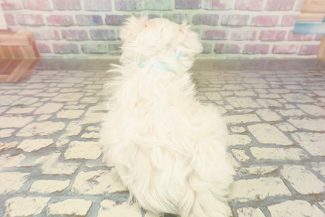 東京都のマルチーズ (Coo&RIKU八王子西店/2025年9月21日生まれ/男の子/ホワイト)の子犬の4枚目の画像