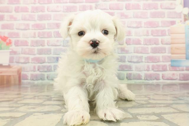 神奈川県のマルチーズ (Coo&RIKU横須賀店/2025年9月21日生まれ/男の子/ホワイト)の子犬の1枚目の画像