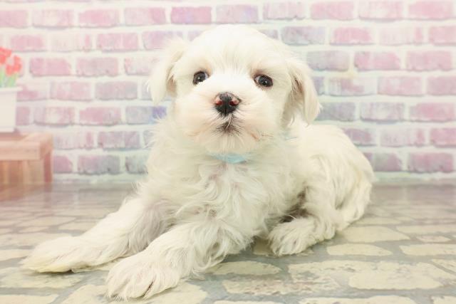 神奈川県のマルチーズ (Coo&RIKU横須賀店/2025年9月21日生まれ/男の子/ホワイト)の子犬の2枚目の画像