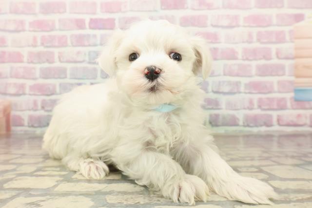 神奈川県のマルチーズ (Coo&RIKU横須賀店/2025年9月21日生まれ/男の子/ホワイト)の子犬の3枚目の画像