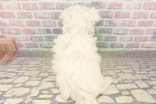 神奈川県のマルチーズ (Coo&RIKU横須賀店/2025年9月21日生まれ/男の子/ホワイト)の子犬の4枚目の画像