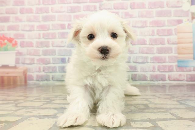 栃木県のマルチーズ (Coo&RIKUFKDインターパーク店/2025年9月22日生まれ/男の子/ホワイト)の子犬の1枚目の画像