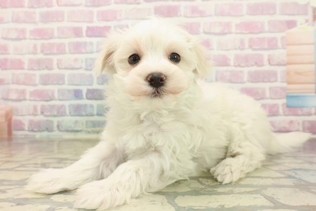 栃木県のマルチーズ (Coo&RIKUFKDインターパーク店/2025年9月22日生まれ/男の子/ホワイト)の子犬の2枚目の画像