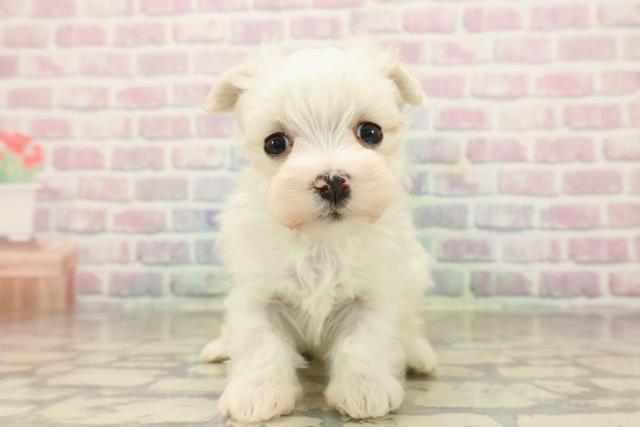 山梨県のマルチーズ (Coo&RIKU甲府昭和通り店/2025年9月22日生まれ/女の子/ホワイト)の子犬の1枚目の画像