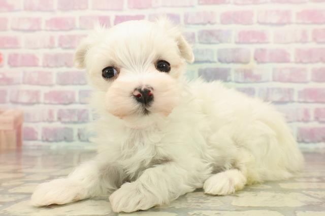 山梨県のマルチーズ (Coo&RIKU甲府昭和通り店/2025年9月22日生まれ/女の子/ホワイト)の子犬の2枚目の画像