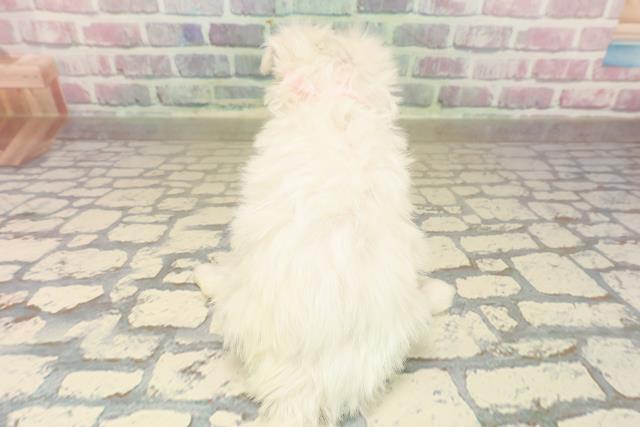 山梨県のマルチーズ (Coo&RIKU甲府昭和通り店/2025年9月22日生まれ/女の子/ホワイト)の子犬の4枚目の画像