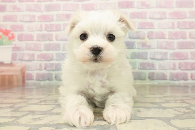 神奈川県のマルチーズ (Coo&RIKU平塚店/2025年9月22日生まれ/女の子/ホワイト)の子犬の1枚目の画像
