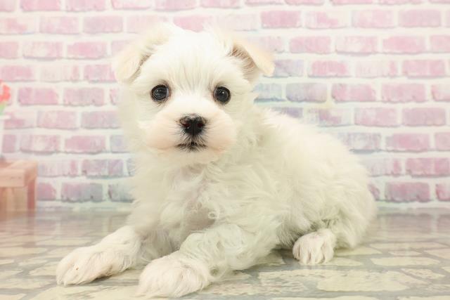 神奈川県のマルチーズ (Coo&RIKU平塚店/2025年9月22日生まれ/女の子/ホワイト)の子犬の2枚目の画像