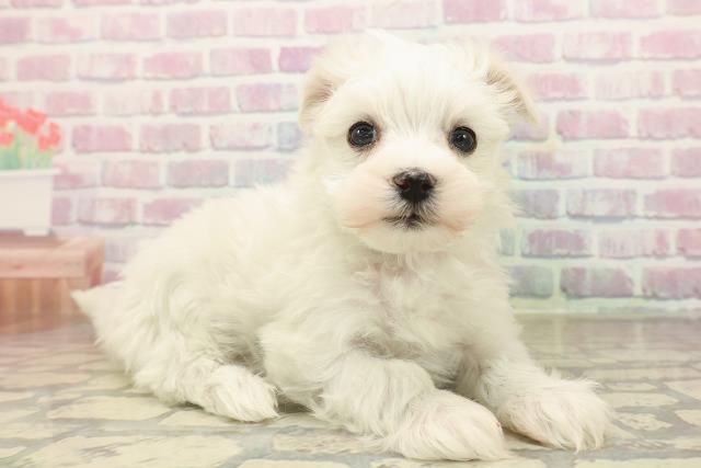 神奈川県のマルチーズ (Coo&RIKU平塚店/2025年9月22日生まれ/女の子/ホワイト)の子犬の3枚目の画像