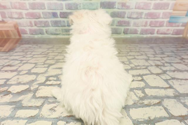 神奈川県のマルチーズ (Coo&RIKU平塚店/2025年9月22日生まれ/女の子/ホワイト)の子犬の4枚目の画像
