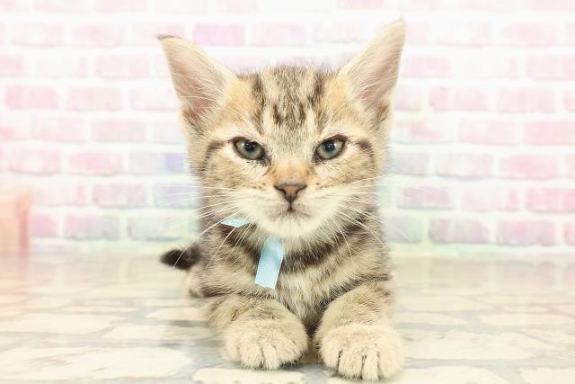 東京都のアメリカンショートヘアー (Coo&RIKU福生店/2025年9月20日生まれ/男の子/ブラウンタビー)の子猫の1枚目の画像