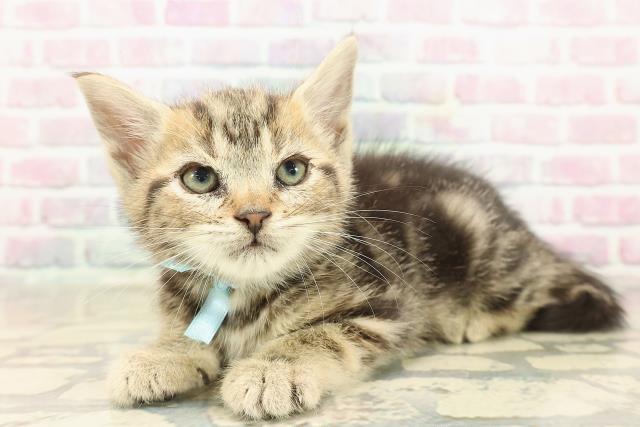 東京都のアメリカンショートヘアー (Coo&RIKU福生店/2025年9月20日生まれ/男の子/ブラウンタビー)の子猫の2枚目の画像