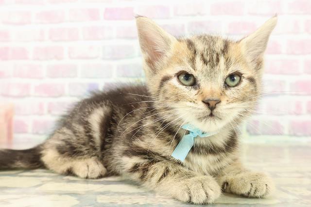 東京都のアメリカンショートヘアー (Coo&RIKU福生店/2025年9月20日生まれ/男の子/ブラウンタビー)の子猫の3枚目の画像