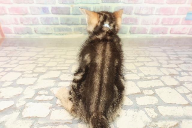 東京都のアメリカンショートヘアー (Coo&RIKU福生店/2025年9月20日生まれ/男の子/ブラウンタビー)の子猫の4枚目の画像