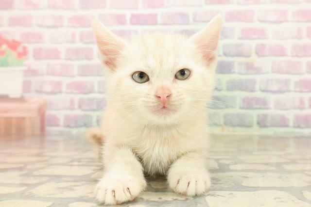 神奈川県のアメリカンショートヘアー (Coo&RIKU藤沢店/2025年9月20日生まれ/男の子/クリームタビー)の子猫の1枚目の画像