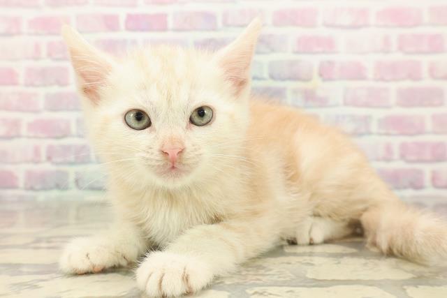 神奈川県のアメリカンショートヘアー (Coo&RIKU藤沢店/2025年9月20日生まれ/男の子/クリームタビー)の子猫の2枚目の画像