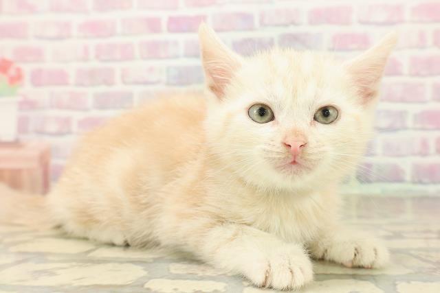 神奈川県のアメリカンショートヘアー (Coo&RIKU藤沢店/2025年9月20日生まれ/男の子/クリームタビー)の子猫の3枚目の画像