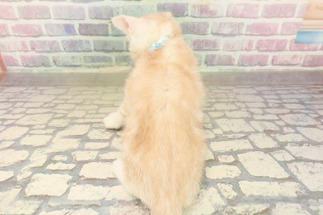 神奈川県のアメリカンショートヘアー (Coo&RIKU藤沢店/2025年9月20日生まれ/男の子/クリームタビー)の子猫の4枚目の画像