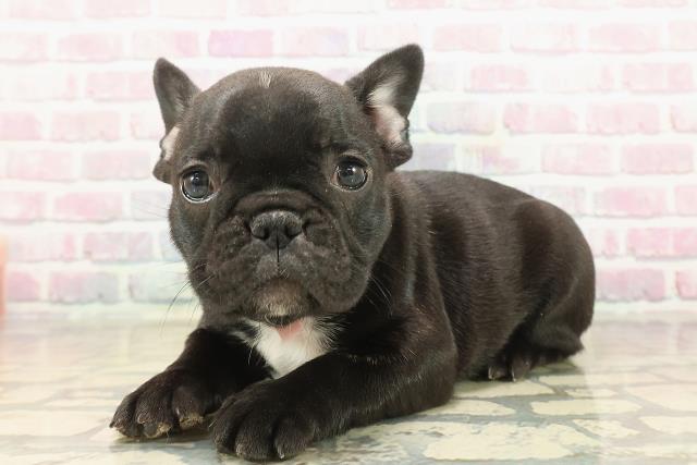 東京都のフレンチブルドッグ (Coo&RIKU立川店/2025年9月24日生まれ/女の子/ブリンドルホワイト)の子犬の2枚目の画像