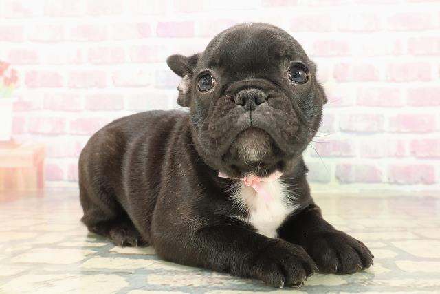 東京都のフレンチブルドッグ (Coo&RIKU立川店/2025年9月24日生まれ/女の子/ブリンドルホワイト)の子犬の3枚目の画像