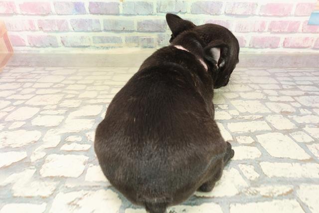 東京都のフレンチブルドッグ (Coo&RIKU立川店/2025年9月24日生まれ/女の子/ブリンドルホワイト)の子犬の4枚目の画像