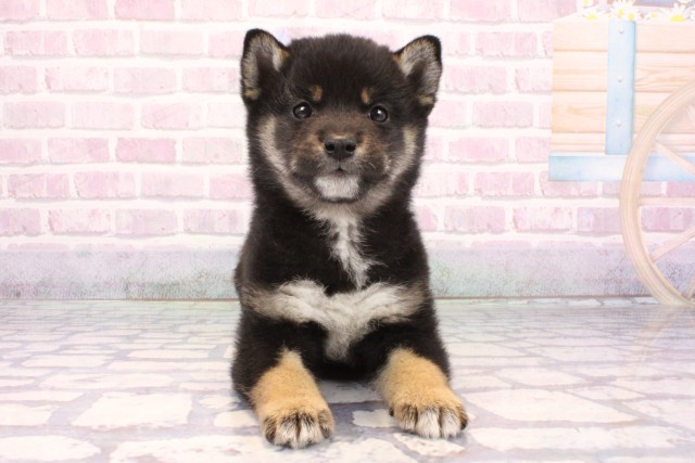 兵庫県の柴犬(標準サイズ) (Coo&RIKU三木店/2025年9月18日生まれ/男の子/黒)の子犬