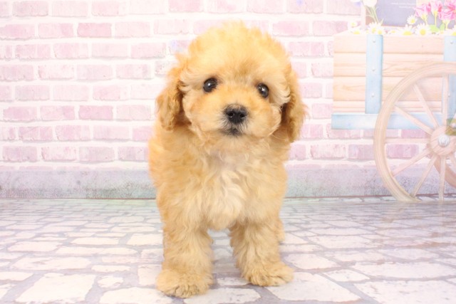兵庫県のマルプー(マルチーズ×プードル) (Coo&RIKU三木店/2025年9月24日生まれ/女の子/アプリコット)の子犬の1枚目の画像