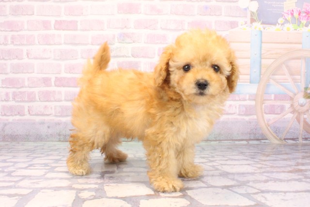兵庫県のマルプー(マルチーズ×プードル) (Coo&RIKU三木店/2025年9月24日生まれ/女の子/アプリコット)の子犬の2枚目の画像