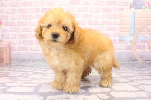 兵庫県のマルプー(マルチーズ×プードル) (Coo&RIKU三木店/2025年9月24日生まれ/女の子/アプリコット)の子犬の3枚目の画像