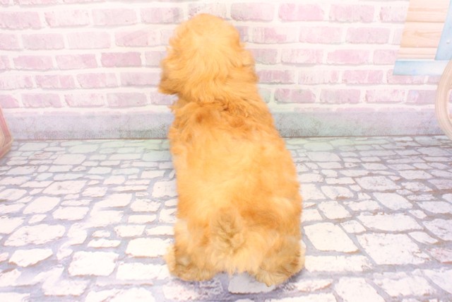 兵庫県のマルプー(マルチーズ×プードル) (Coo&RIKU三木店/2025年9月24日生まれ/女の子/アプリコット)の子犬の4枚目の画像