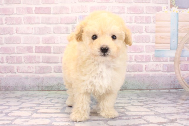 京都府のマルプー(マルチーズ×プードル) (Coo&RIKU舞鶴店/2025年9月24日生まれ/男の子/クリーム)の子犬