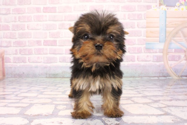 大阪府のヨークシャーテリア (Coo&RIKU梅田店/2025年9月25日生まれ/男の子/スチールブルータン)の子犬の1枚目の画像