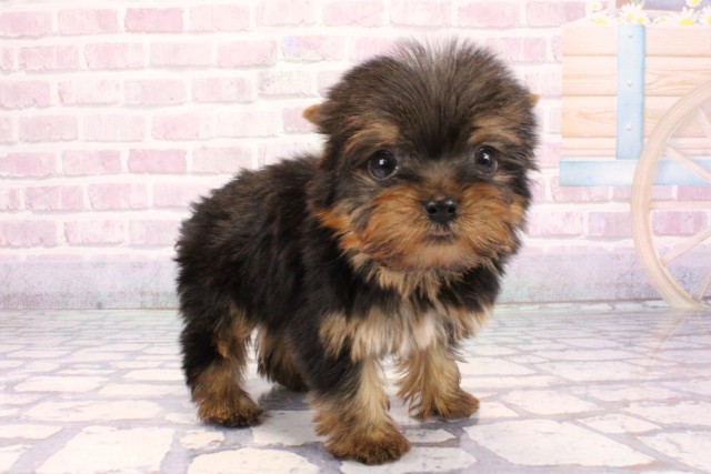 大阪府のヨークシャーテリア (Coo&RIKU梅田店/2025年9月25日生まれ/男の子/スチールブルータン)の子犬の2枚目の画像