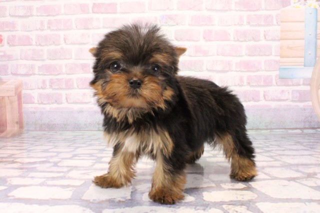 大阪府のヨークシャーテリア (Coo&RIKU梅田店/2025年9月25日生まれ/男の子/スチールブルータン)の子犬の3枚目の画像