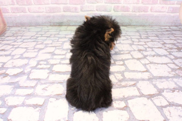 大阪府のヨークシャーテリア (Coo&RIKU梅田店/2025年9月25日生まれ/男の子/スチールブルータン)の子犬の4枚目の画像